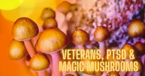 The words "Veterans, PTSD and Magic Mushrooms" is overlayed a colorful photo of mushrooms